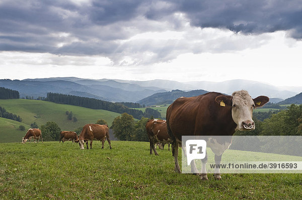 Dairy cows  Black Forest  Baden-Wuerttemberg  Germany  Europe