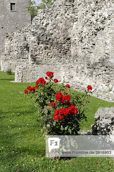 Rosenstrauch in den Ruinen des römischen Theaters  Aosta  Aostatal  Piemont  Italien  Europa