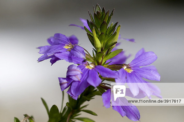 Fan Flower (Scaevola saligna  Goodeniaceae)