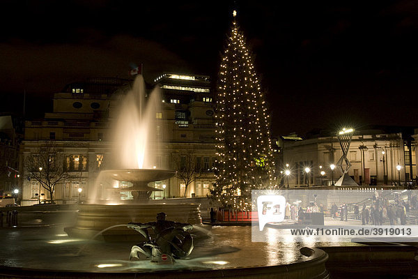 Christmas tree  Lord Nelson's Column in Trafalgar Square  London  England  United Kingdom  Europe