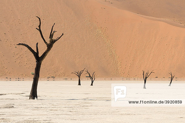 Dead trees on parched claypan in front of red sand dunes  Deadvlei  Sossusvlei  Namib-Naukluft Park  Namib Desert  Namibia  Africa