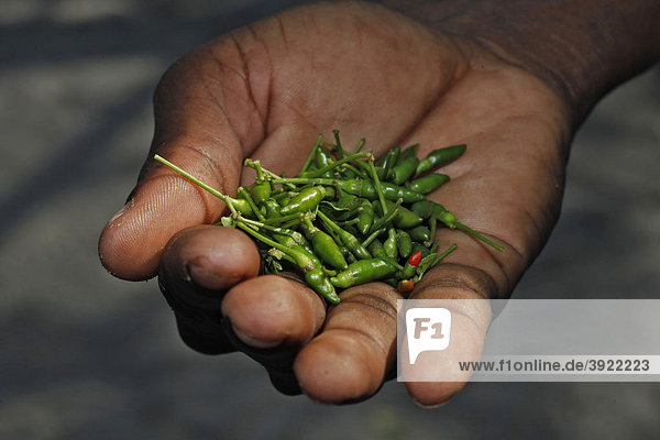 Sakay green peppers  very spicy condiment  Madagascar  Africa