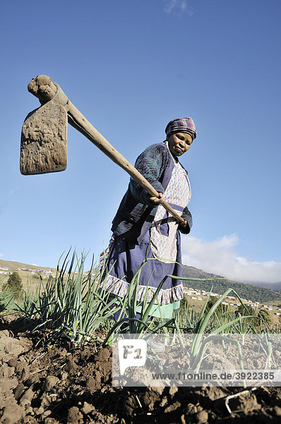 Woman with a hoe doing field work  Cata-Village in the former Homeland Ciskei  Eastern Cape  South Africa  Africa