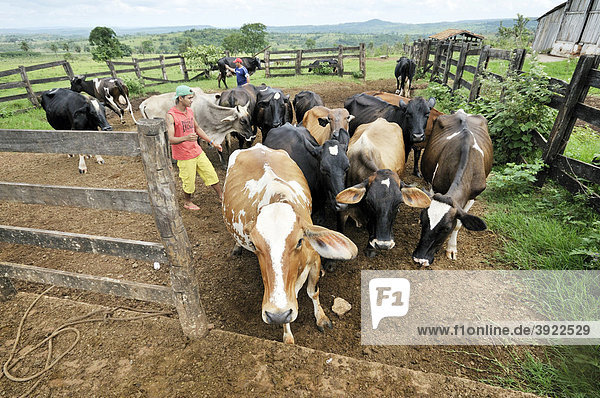 A herd of cows is driven through a gate for milking  settlement of the Brazilian Landless Workers' Movement Movimento dos Trabalhadores Rurais sem Terra  MST  Assentamento 14 de Agosto  Campo Verde  Mato Grosso  Brazil  South America