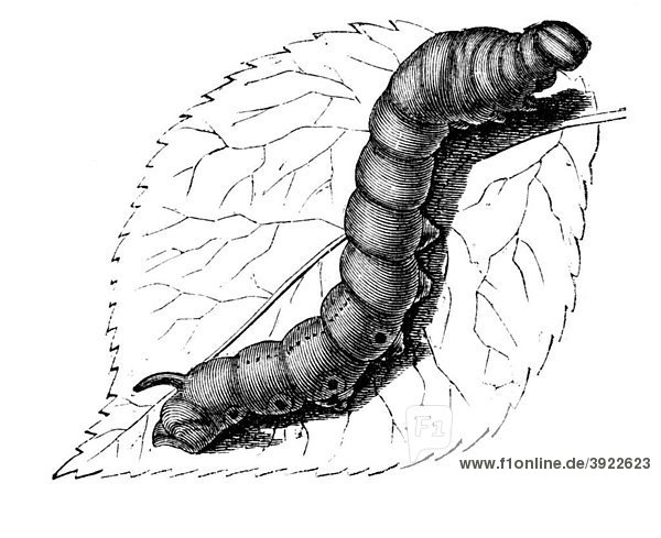 Caterpillar of the silkworm  historical illustration from: Marie Adenfeller  Friedrich Werner: Illustrated cooking and housekeeping book  Friedrichshagen 1899-1900  p. 905  Fig 991
