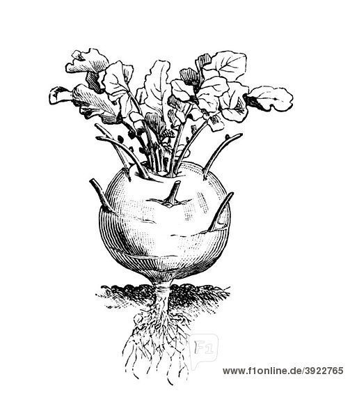 Kohlrabi or Turnip Cabbage  historical illustration  Marie Adenfeller  Friedrich Werner  Illustrated Cooking and Housekeeping Book  Friedrichshagen 1899-1900  p. 467  fig. 591