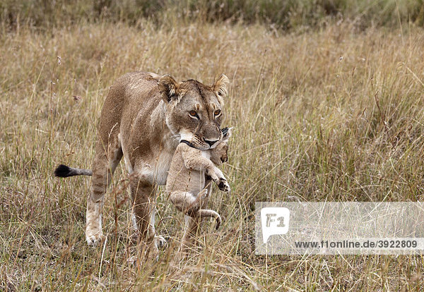 Löwenmutter trägt Junges (Panthera leo)