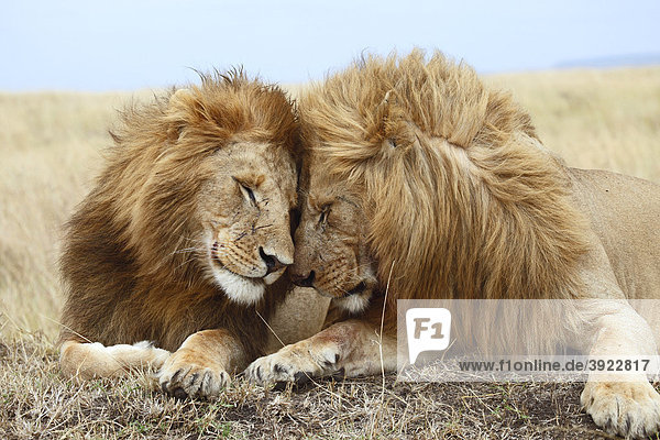 Löwen (Panthera leo)  Zuneigung