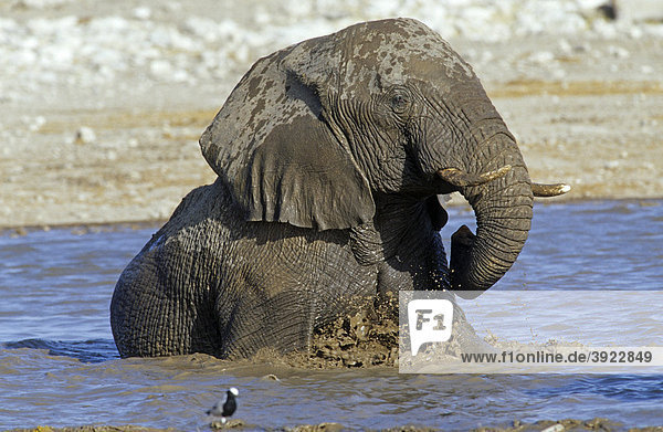 Elefant (Loxodonta africana) nimmt ein Bad