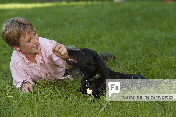 Junge  10 Jahre  spielt mit Hund  Labrador Welpe