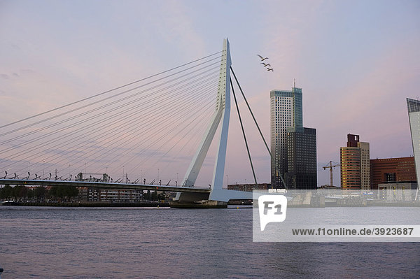 Erasmus Bridge  Rotterdam  South Holland  Holland  Netherlands  Europe