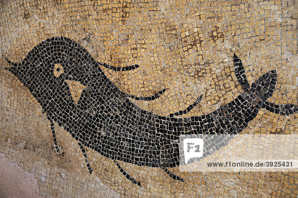 Römisches Mosaik mit Meereswesen in der Stadt Krk  Kroatien  Europa