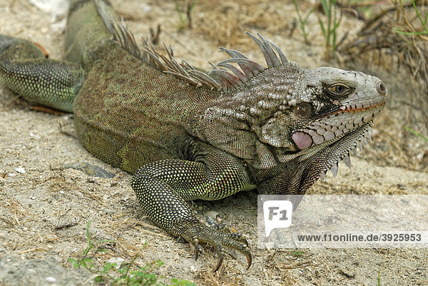 Grüner Leguan (Iguana iguana)  Insel St. Croix  US Virgin Islands  USA