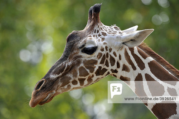 Netzgiraffe (Giraffa camelopardalis reticulata)  Männchen  Portrait