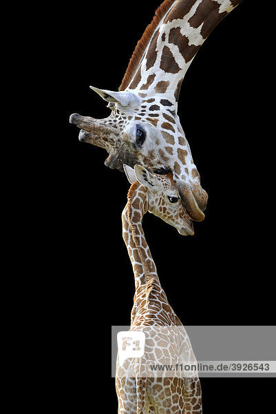 Symbolbild Verbindungen  Netzgiraffe (Giraffa camelopardalis reticulata)  Jungtier 2 Wochen  zärtlich  Berührung  Mutter