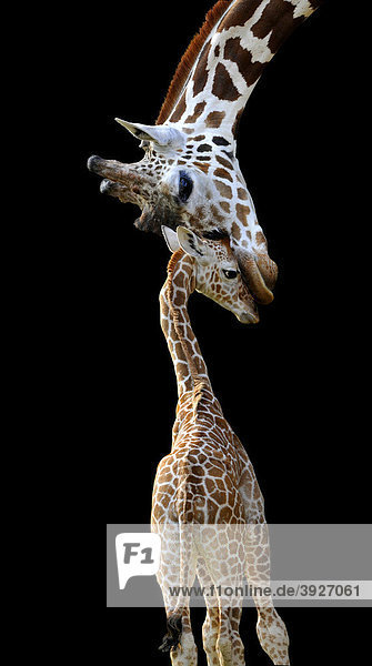 Somali Giraffe or Reticulated Giraffe (Giraffa camelopardalis reticulata)  mother gently touching her cub