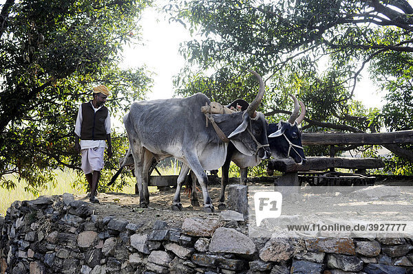 Oxen and farmer at a water mill  Rajasthan  North India  India  South Asia  Asia