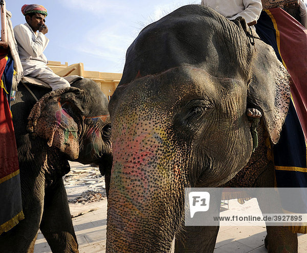 Elephants at the Fort of Amber  Amber  near Jaipur  Rajasthan  North India  India  South Asia  Asia