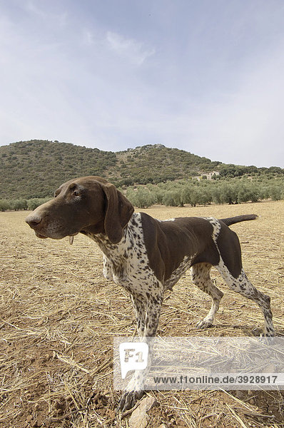 Pointer  Hühnerhund  Archidona  Provinz Malaga  Andalusien  Spanien  Europa