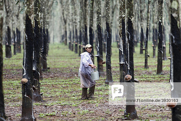 Nguyen Duy Lam leert die Behälter mit der Milch der Gummibäume in einem Wald von Bäumen  die alle angezapft sind  Dliya im Distrikt Dolisa der Provinz Daklak  Vietnam  Südostasien