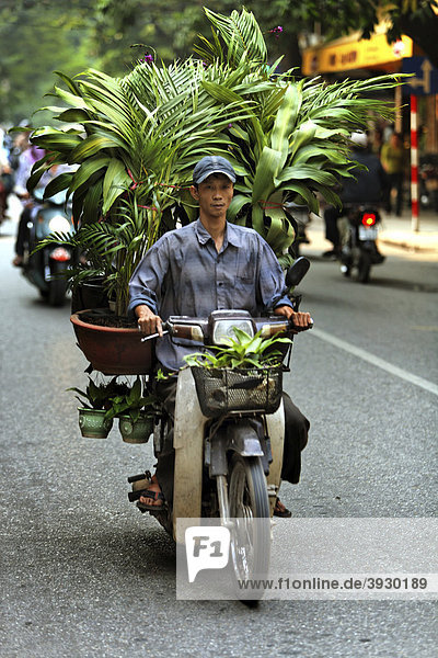 Transport of several trees and potted plants on a moped in the middle of Hanoi  Vietnam  Southeast Asia