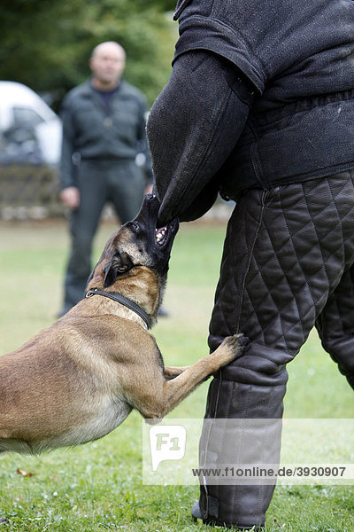 Polizeischutzhund  Diensthund  beim Training auf einem Übungsplatz  Deutschland  Europa