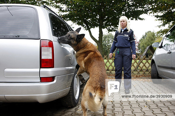 Polizeispürhund beim Training  sucht ein Fahrzeug nach Drogen ab  Deutschland  Europa