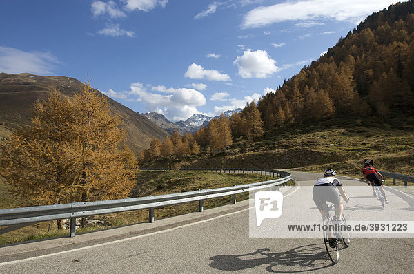 Bicycle racers at the Passo di Pennes road with autumnally colored larches  South Tyrol  Italy  Europe