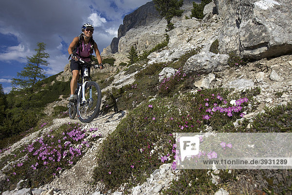 Mountainbike-Fahrerin auf Singletrail am Kreuzkofel  Naturpark Fanes-Sennes-Prags  Trentino  Südtirol  Italien  Europa