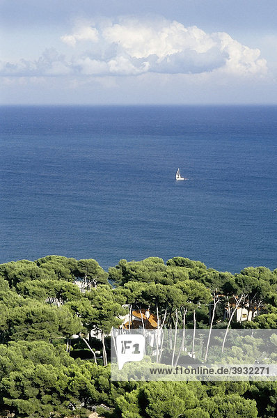 Südfranzösische Küste bei Antibes  Pinienwald  Blick aufs Meer mit kleinem Segelschiff  CÙte d'Azur  Var  Südfrankreich  Frankreich  Europa