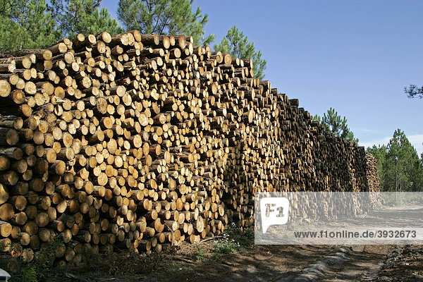 Gestapelte Baumstämme  Holzlager  Holzindustrie  bei Arcachon  Atlantikküste  Bordeaux  Frankreich  Europa