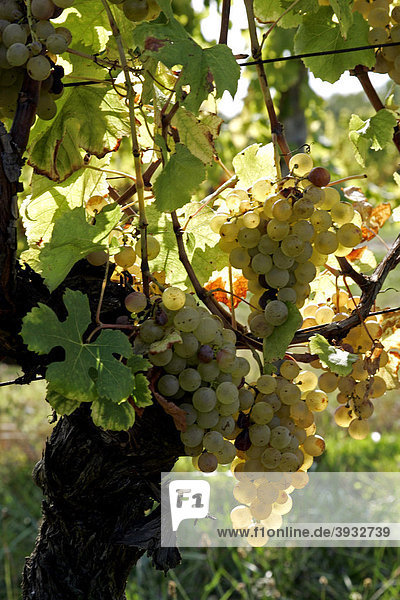Semillon-Weintrauben im Weinberg des Chateau Monbazillac  Dordogne  Aquitanien  Frankreich  Europa