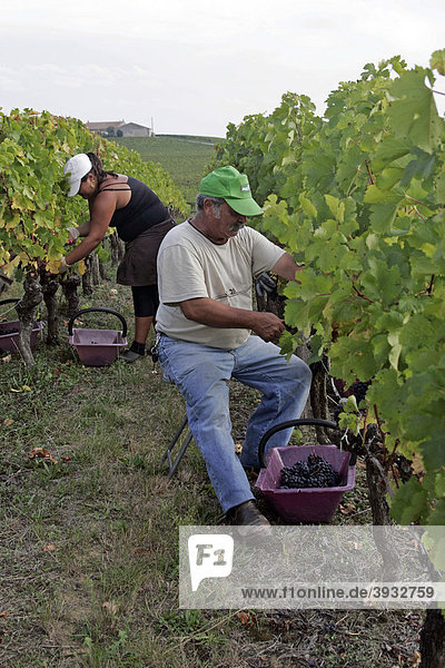 Weingut-Arbeiter im Weinberg  St. Emilion  Bordeaux  Frankreich  Europa