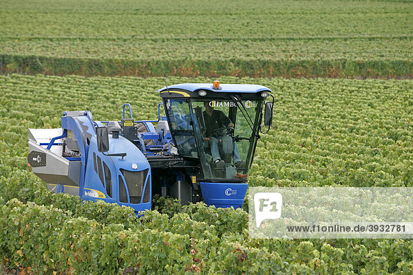 Tractor  grape harvest  vineyard  Blaye  Gironde  Aquitaine  France  Europe