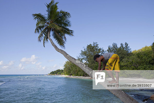 Kreole klettert auf eine Kokospalme (Cocos nucifera)  Insel La Digue  Seychellen  Afrika  Indischer Ozean