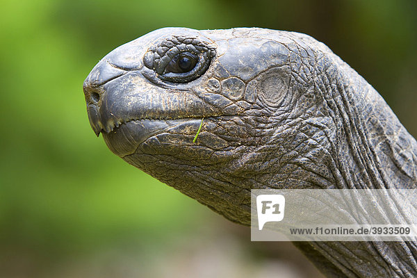 Aldabra Giant Tortoise (Aldabrachelys gigantea  syn. Geochelone gigantea  Dipsochelys elephantina and Dipsochelys dussumieri)  portrait  Curieuse island  Praslin  Seychelles  Africa  Indian Ocean