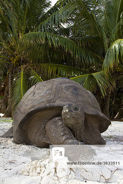 Aldabra-Riesenschildkröte (Aldabrachelys gigantea  syn. u. a. Geochelone gigantea  Dipsochelys elephantina und Dipsochelys dussumieri)  Seychellen-Riesenschildkröte (Aldabrachelys)  Insel Curieuse  Praslin  Seychellen  Afrika  Indischer Ozean