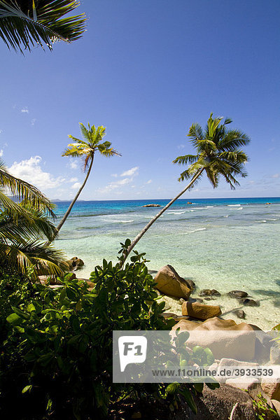 Kokospalmen (Cocos nucifera) mit Granitfelsen am Meer  Anse Severe  Insel La Digue  Seychellen  Afrika  Indischer Ozean