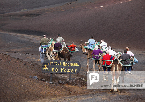 Camel rides  dromedaries in Timanfaya National Park  MontaÒas del Fuego volcanoes  Lanzarote  Canary Islands  Spain  Europe