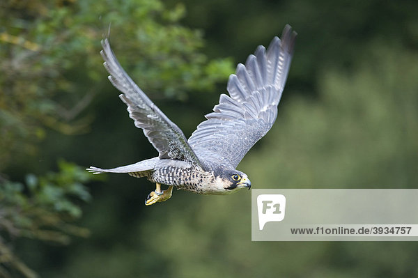Wanderfalke (Falco peregrinus) im Flug  Vulkaneifel  Rheinland-Pfalz  Deutschland  Europa
