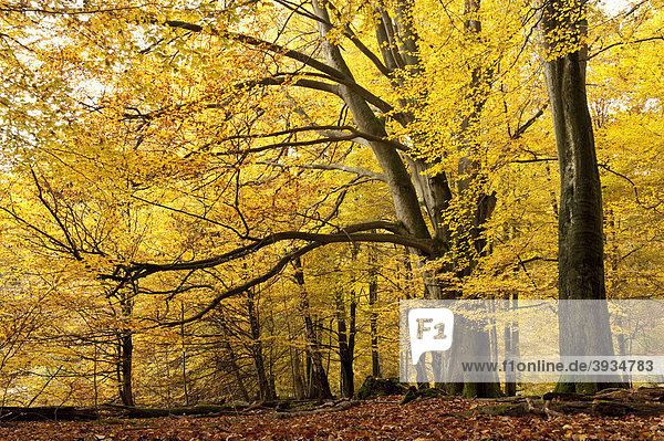 Buchen im Herbst  Naturschutzgebiet  Urwald Sababurg  Reinhardswald  Hofgeismar  Nordhessen