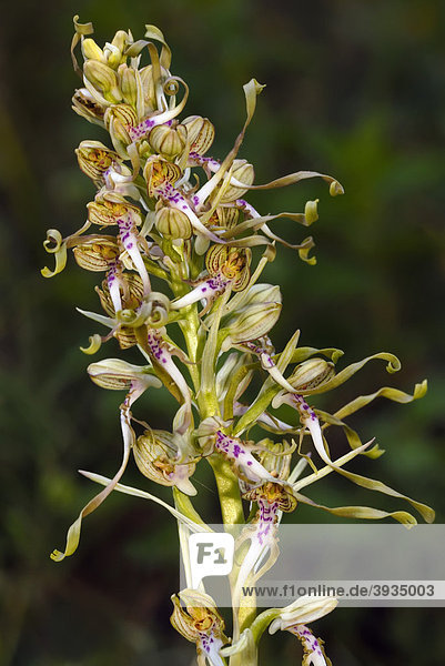 Bocksriemenzunge  Bocks-Riemenzunge  auch Bocksorchis (Himantoglossum hircinum)  heimische Orchideenart