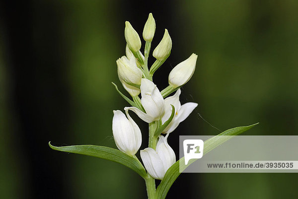 Weiße Waldvöglein oder Bleiches Waldvöglein (Cephalanthera damasonium)  eine heimische Orchideenart