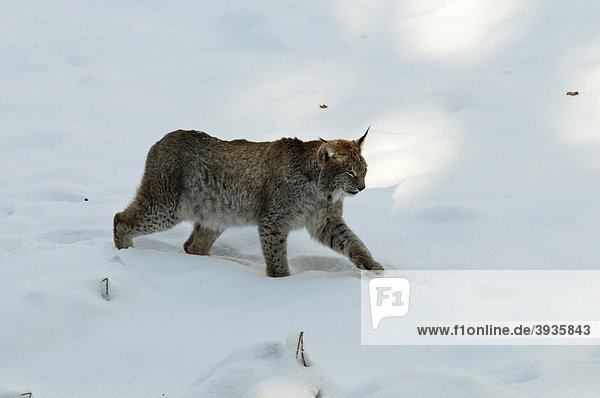 Luchs (Lynx lynx)  Naturpark Bayerischer Wald  Bayern  Deutschland  Europa