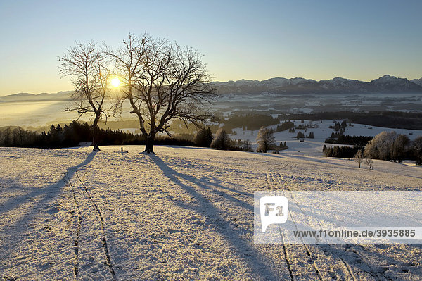 Sonnenaufgang auf dem Auerberg  Schnee  Bernbeuren  Bayern  Deutschland  Europa