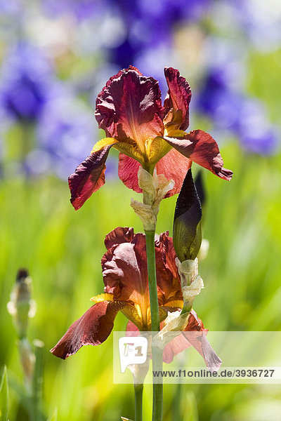 Blüten der Schwertlilie (Iris germanica)