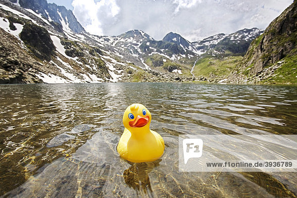Rubber Duck  source of the Rhine  origin of the Rhine at the Lai da Tuma  Tomasee lake  Grisons  Switzerland  Europe