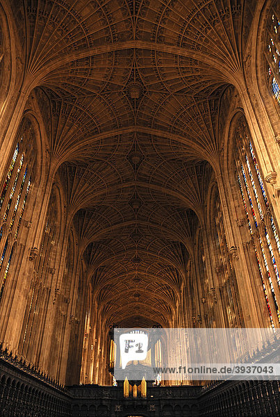 Gotisches Fächergewölbe mit Orgel und Chorgestühl der King's College Chapel  gegründet 1441 von König Heinrich VI.  King's Parade  Cambridge  Cambridgeshire  England  Großbritannien  Europa