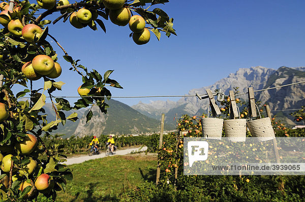 Cyclists in an apple orchard in Sion  Valais  Switzerland  Europe