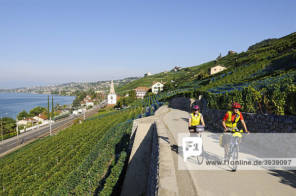 Cyclists in the vineyards at Lausanne  Lake Geneva  Canton Vaud  Switzerland  Europe